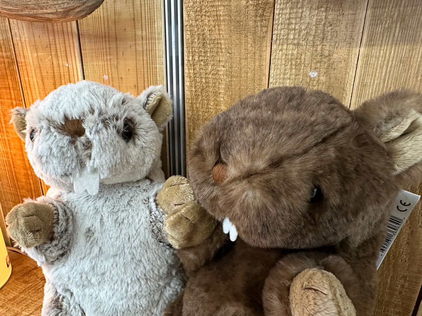 Petite marmotte Sweet Jojo et Titi